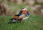 MANDARIN DUCK  MANDARIN DUCK